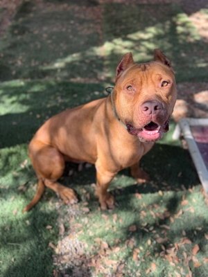 SCOOBY - Mastiff available for adoption