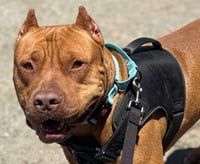Scooby - Photo 2