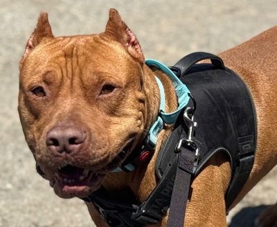 SCOOBY - Mastiff available for adoption