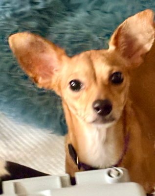 PEACHES - Chihuahua available for adoption