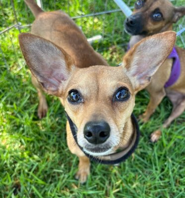 PEACHES - Chihuahua available for adoption
