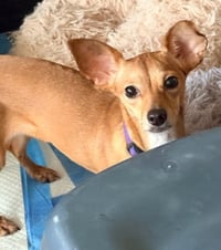 Peaches - Photo 3