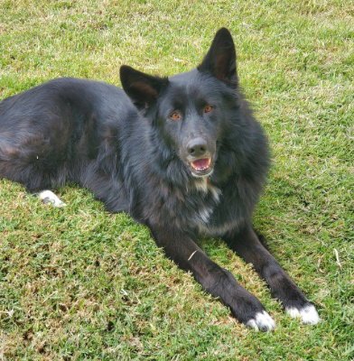 SADIE (BC) - Border Collie available for adoption