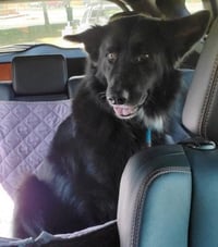 Sadie (BC) - Photo 3