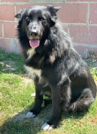 Sadie (BC) - Photo 4