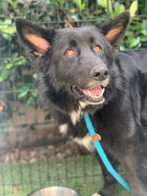 Sadie (BC) Image