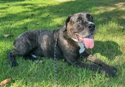 FINN - Cane Corso Mastiff / Presa Canario available for adoption