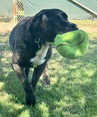 FINN - Cane Corso Mastiff / Presa Canario available for adoption