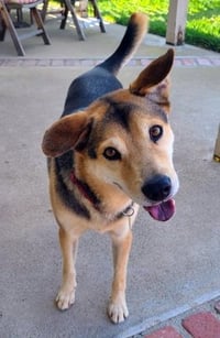 Rascal - Photo 2