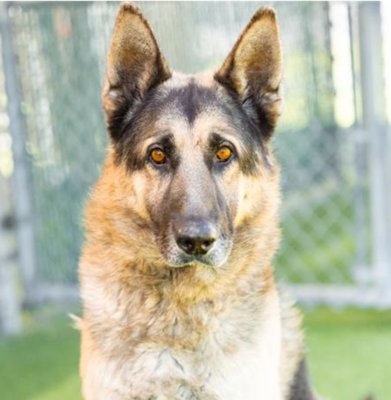 RIAN - German Shepherd Dog available for adoption