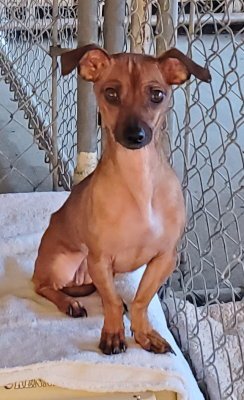 PETUNIA - Chihuahua available for adoption
