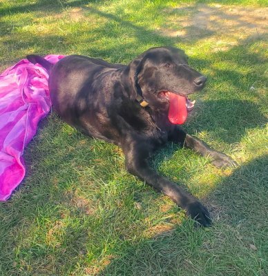 GINNESS - Labrador Retriever available for adoption