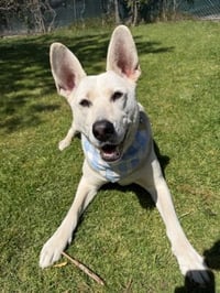 Ruger - Photo 3