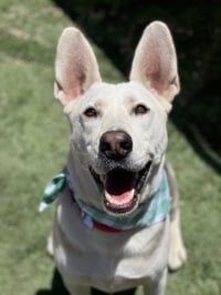 Ruger - Photo 2