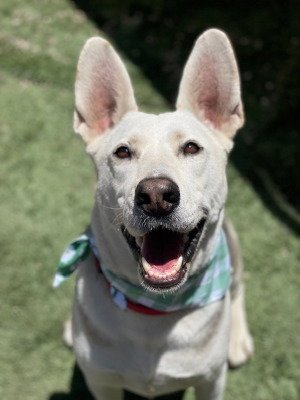 RUGER - Husky / Shepherd available for adoption