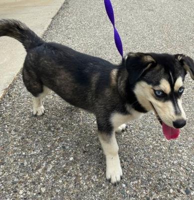 BELLA - Husky / Corgi available for adoption