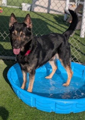 MAVERICK - German Shepherd Dog available for adoption