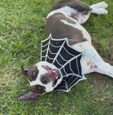 KETCHUP - American Staffordshire Terrier / American Pit Bull Terrier available for adoption