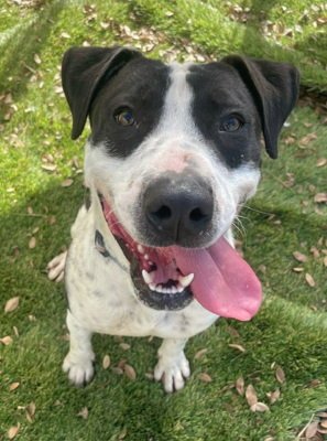 KETCHUP - American Staffordshire Terrier / American Pit Bull Terrier available for adoption