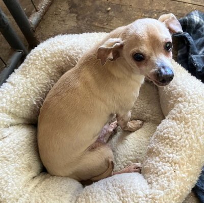 RUDY GRAMPS - Chihuahua available for adoption