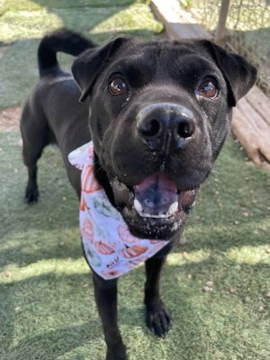 LA BREA - Shar Pei / Labrador Retriever available for adoption