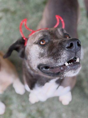 AUGIE - Labrador Retriever / Pit Bull Terrier available for adoption