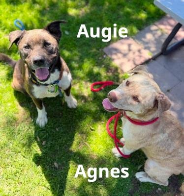 AUGIE - Labrador Retriever / Pit Bull Terrier available for adoption
