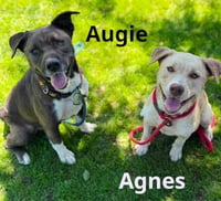 Augie - Photo 3