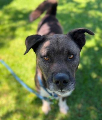 AUGIE - Labrador Retriever / Pit Bull Terrier available for adoption