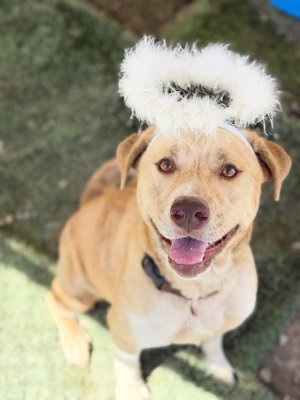 AGNES - Labrador Retriever / Pit Bull Terrier available for adoption