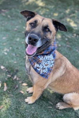 OTIS - Shepherd available for adoption