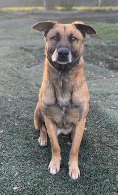 OTIS - Shepherd available for adoption