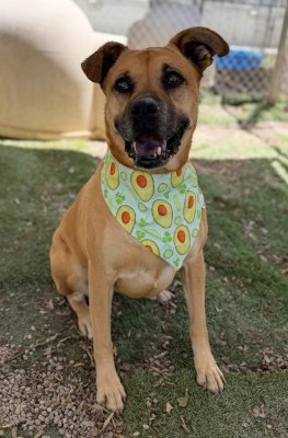 AMBER - Boxer available for adoption
