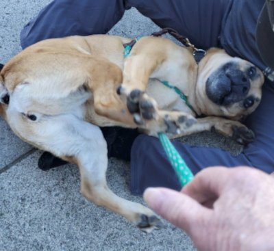 AMBER - Boxer available for adoption