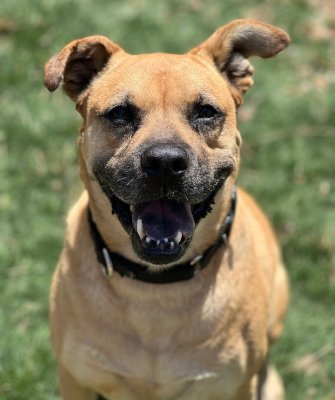 AMBER - Boxer available for adoption