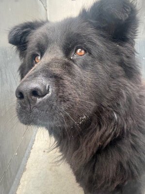 MONA - Chow Chow available for adoption