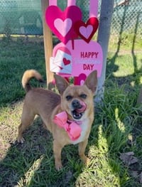 Canelo - Photo 2