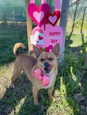 CANELO - Chihuahua available for adoption