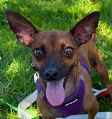 POSIE - Chihuahua available for adoption