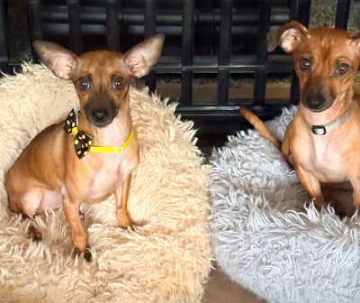 POSIE - Chihuahua available for adoption