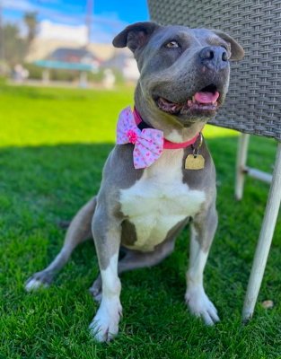 CHULA - American Staffordshire Terrier / Bulldog available for adoption