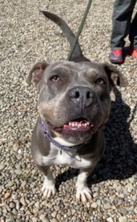 Chula - Photo 4