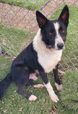PINTO - Border Collie available for adoption