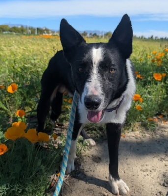 PINTO - Border Collie available for adoption
