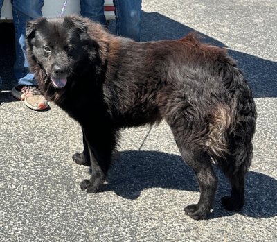 ANTONY - Chow Chow available for adoption