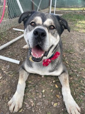 LOGAN - American Staffordshire Terrier / Husky available for adoption