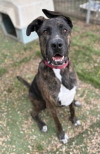 Homer - Photo 2