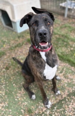 HOMER - American Staffordshire Terrier / German Shepherd Dog available for adoption