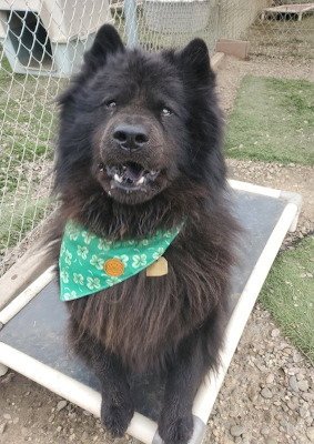 SMOKEY - Chow Chow available for adoption