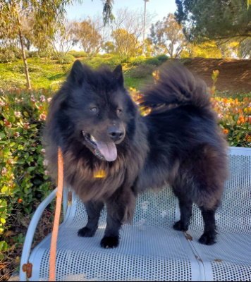 SMOKEY - Chow Chow available for adoption